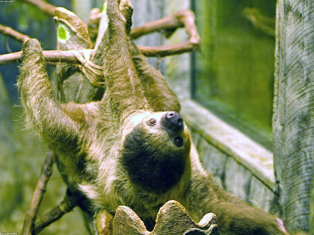 ការណែនាំស្លុត